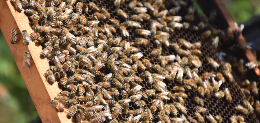 20 de maio: Dia para se pensar na proteção às abelhas e aos demais polinizadores