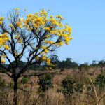 Portal reúne informações sobre o Cerrado, o segundo maior bioma do país