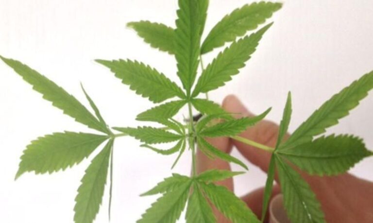 Anvisa autoriza produto à base de maconha em projeto com a Fiocruz
