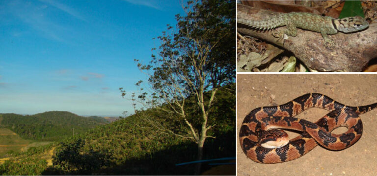 Anfíbios e répteis correm risco de extinção na Zona da Mata de Pernambuco