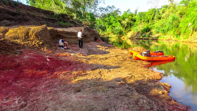 Dinossauros viveram em Mato Grosso do Sul numa região fronteiriça a deserto
