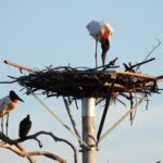 Tuiuiús adotam ninho artificial colocado no lugar de ninho destruído pelo fogo