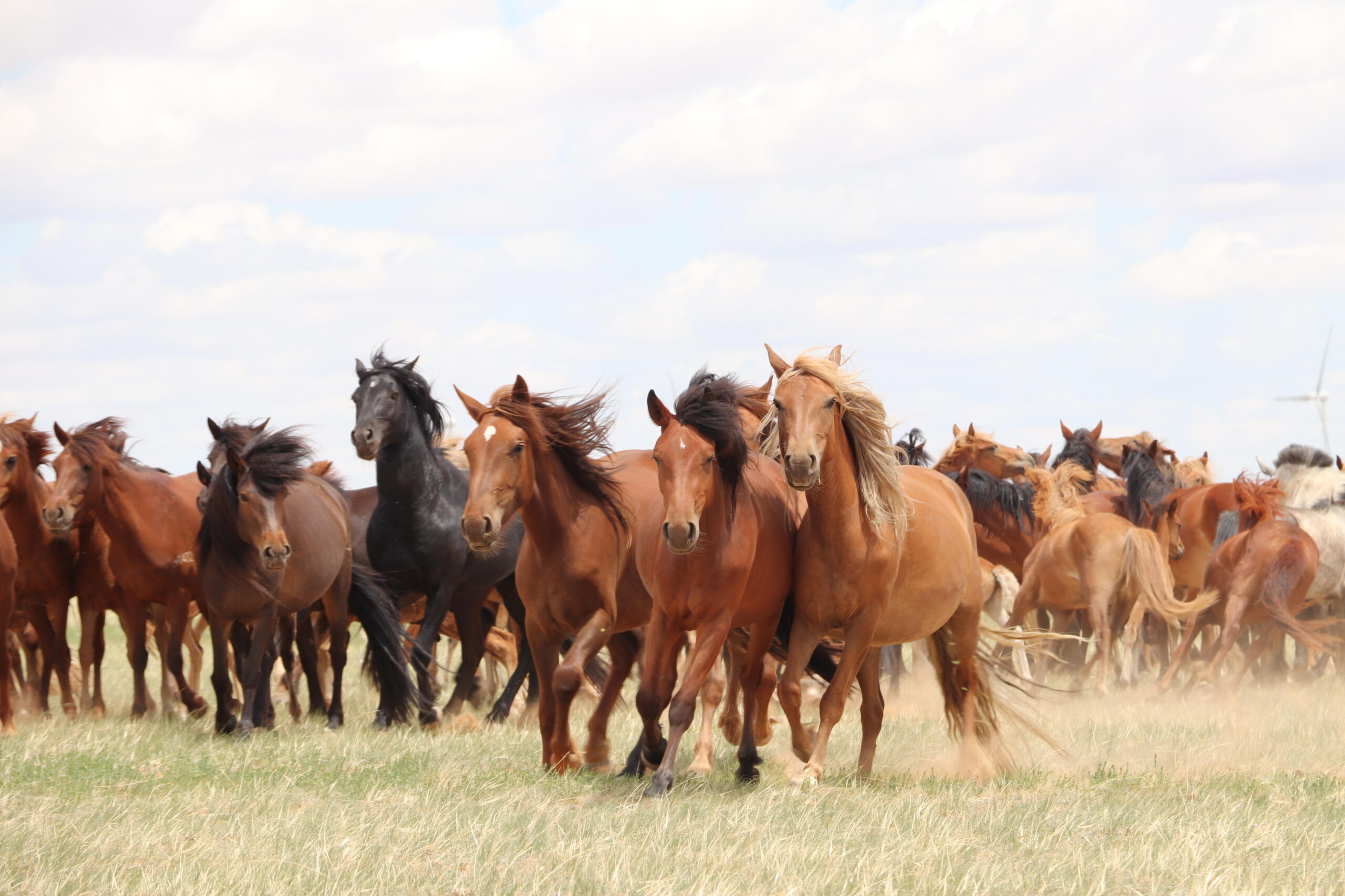Os cavalos domesticados que conhecemos surgiram numa região da atual Rússia há 4.200 anos Os cavalos domesticados que conhecemos surgiram numa região da atual Rússia há 4.200 anos