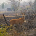 Pantanal. Estudo calcula que incêndios de 2020 mataram mais de 17 milhões de animais