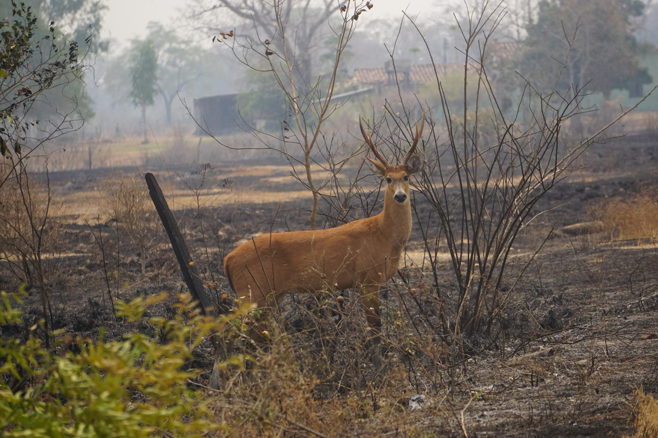Pantanal. Estudo calcula que incêndios de 2020 mataram mais de 17 milhões de animais Pantanal. Estudo calcula que incêndios de 2020 mataram mais de 17 milhões de animais