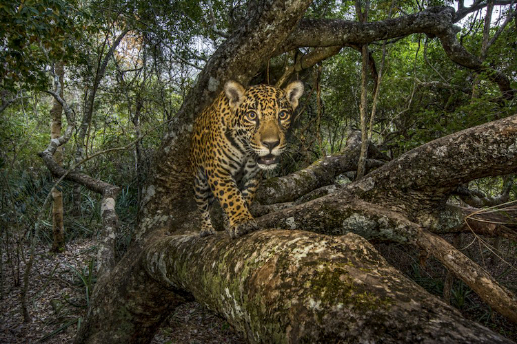 Hidrelétricas estão expulsando tigres e onças-pintadas de seus habitats