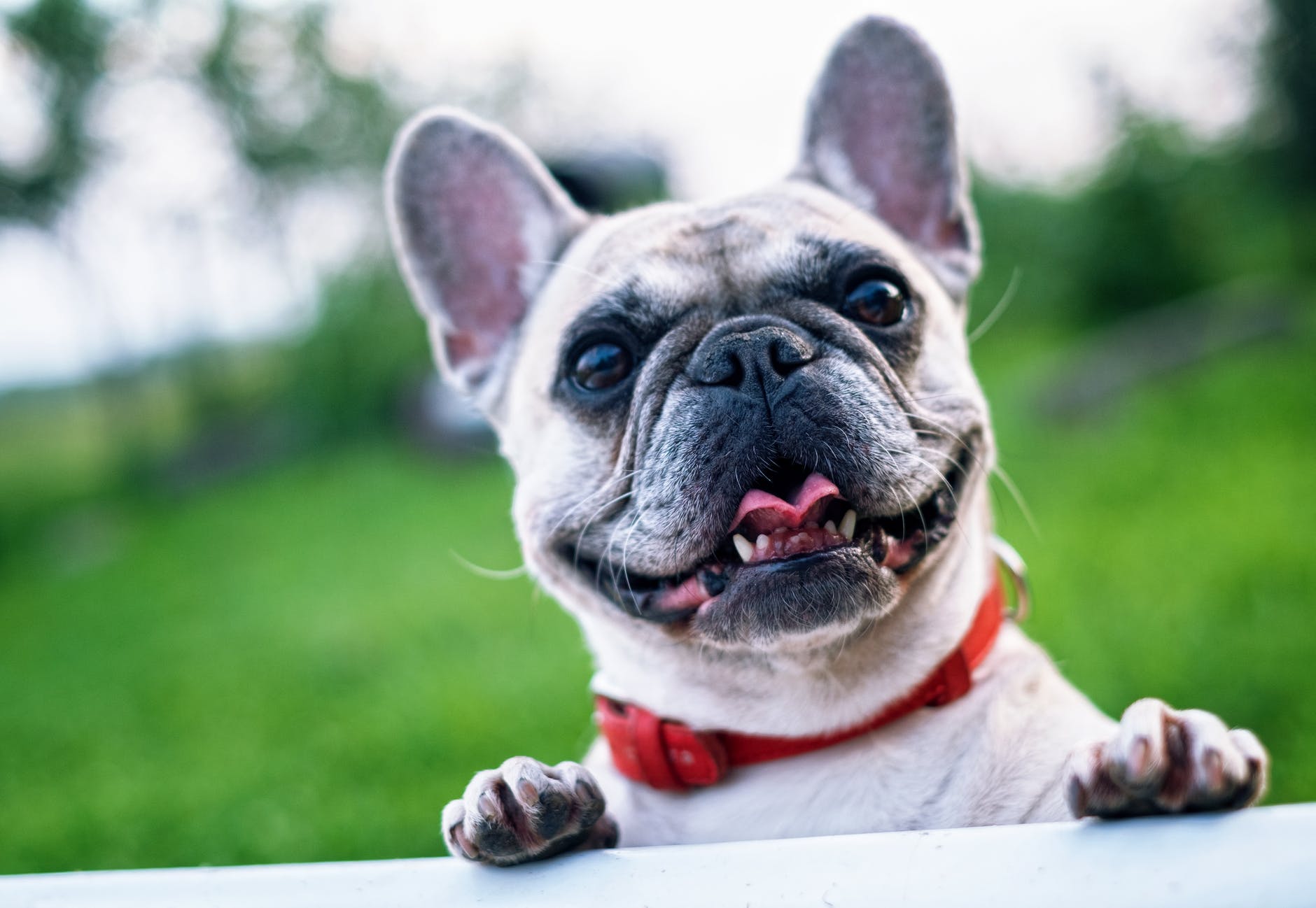 Buldogue francês – focinho mais curto e cabeça chata são um problema para a raça Buldogue francês – focinho mais curto e cabeça chata são um problema para a raça