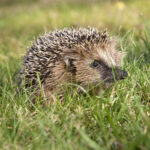 Neste caso, parece que a resistência ao antibiótico meticilina não veio de seu uso clínico