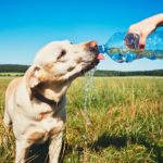 Como evitar que seu pet sofra com as altas temperaturas dos dias de Verão