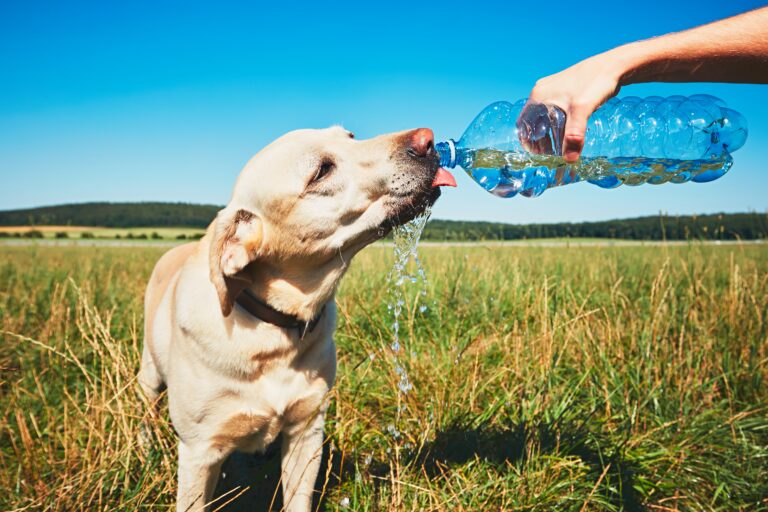 Como evitar que seu pet sofra com as altas temperaturas dos dias de Verão