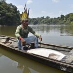 Atividades produtivas de povos indígenas conservam 114 milhões de árvores na Amazônia