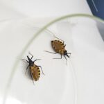 Esquecida mas mortal, doença de Chagas não é estudada em muitas faculdades de medicina