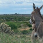 Caatinga sofre com a mudança climática e com o abandono de políticas públicas para a região