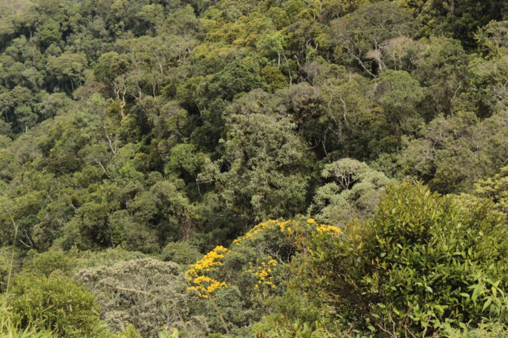 Amazônia de pé. Manejo sustentável da floresta traz benefícios para o homem e para o clima